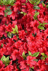 Perfecto Mundo Red Reblooming Azalea (Rhododendron 'NCRX8') at A Very Successful Garden Center