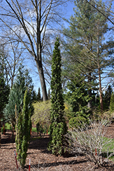 Sting Arborvitae (Thuja occidentalis 'SMNTOO') at A Very Successful Garden Center