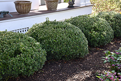 Sprinter Boxwood (Buxus microphylla 'Bulthouse') at A Very Successful Garden Center