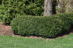 North Star Boxwood (Buxus sempervirens 'Katerberg') at A Very Successful Garden Center