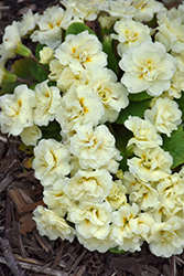 BELARINA CREAM Primrose (Primula vulgaris 'Kerbelcrem') at A Very Successful Garden Center