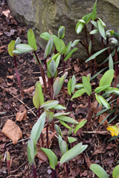 Ruby Slippers Solomon's Seal (Polygonatum odoratum 'Ruby Slippers') at A Very Successful Garden Center