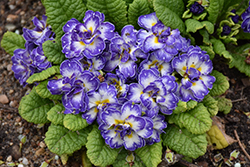 BELARINA Blue Ripples Primrose (Primula vulgaris 'Blue Ripple') at A Very Successful Garden Center