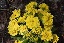 Prima Belarina Spring Sun Primrose (Primula vulgaris 'Kerbelsun') at Lakeshore Garden Centres