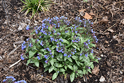 Pink-A-Blue Lungwort (Pulmonaria 'Pink-A-Blue') at Lakeshore Garden Centres