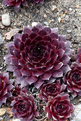 Peggy Hens And Chicks (Sempervivum 'Peggy') at Lakeshore Garden Centres