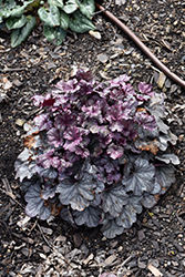 Smoke and Mirrors Coral Bells (Heuchera 'Smoke And Mirrors') at A Very Successful Garden Center