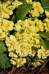 BELARINA Buttercup Primrose (Primula vulgaris 'Kerbelbut') at Stonegate Gardens