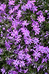 Bedazzled Pink Phlox (Phlox 'Bedazzled Pink') at A Very Successful Garden Center