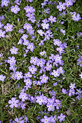 Rocky Road Periwinkle Phlox (Phlox 'Rocky Road Periwinkle') at A Very Successful Garden Center