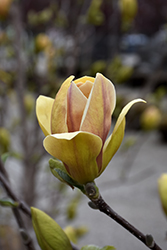 Sunsation Magnolia (Magnolia 'Sunsation') at A Very Successful Garden Center