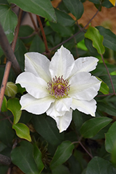 Boulevard Kitty Clematis (Clematis 'Evipo097') at A Very Successful Garden Center