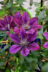 Picardy Clematis (Clematis 'Evipo024') at A Very Successful Garden Center