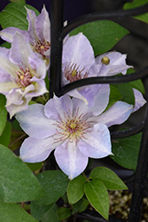Tranquilite Clematis (Clematis 'Evipo111') at Lakeshore Garden Centres