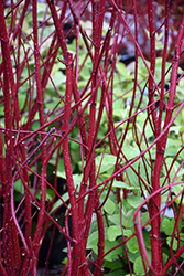 Bailey Red-Twig Dogwood (Cornus baileyi) at A Very Successful Garden Center
