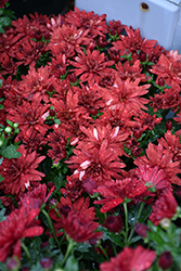 Morgana Red Chrysanthemum (Chrysanthemum 'Morgana Red') at A Very Successful Garden Center