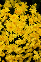 Gold Riot Yellow Chrysanthemum (Chrysanthemum 'Gold Riot Yellow') at A Very Successful Garden Center