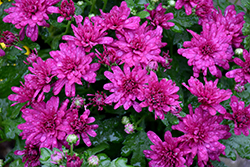 Wanda Purple Chrysanthemum (Chrysanthemum 'Wanda Purple') at A Very Successful Garden Center