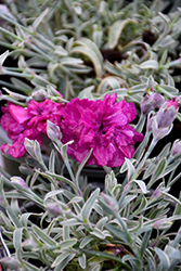 Edgehog Variegated Cottage Pinks (Dianthus 'Edgehog') at A Very Successful Garden Center