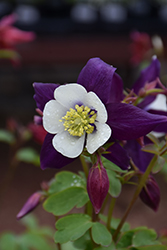 Swan Violet and White Columbine (Aquilegia 'Swan Violet And White') at Lakeshore Garden Centres