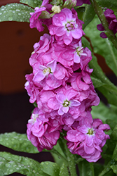 Hot Cakes Pink Stock (Matthiola incana 'Hot Cakes Pink') at A Very Successful Garden Center
