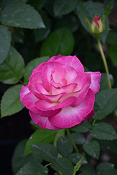 Miss Congeniality Rose (Rosa 'WEKpurmebep') at Lakeshore Garden Centres