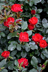 Petite Knock Out Rose (Rosa 'Meibenbino') at Stonegate Gardens