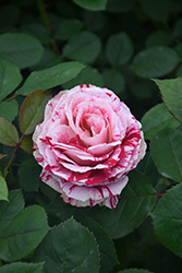 Scentimental Rose (Rosa 'Scentimental') at Lakeshore Garden Centres