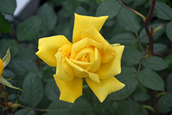 Radiant Perfume Rose (Rosa 'Radiant Perfume') at Stonegate Gardens