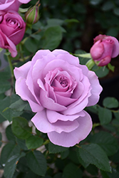 Love Song Rose (Rosa 'WEKstameda') at Lakeshore Garden Centres