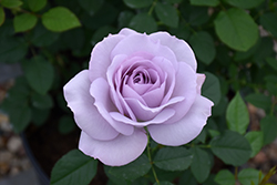 Silver Lining Rose (Rosa 'WEKcrypeplos') at Lakeshore Garden Centres