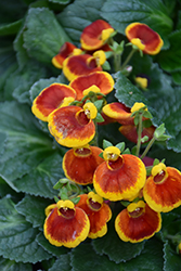 Calynopsis Yellow With Red Pocketbook Flower (Calceolaria 'Klech10008') at A Very Successful Garden Center