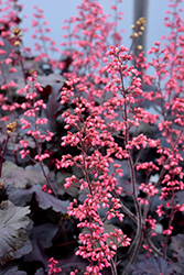 Timeless Night Coral Bells (Heuchera 'Timeless Night') at A Very Successful Garden Center