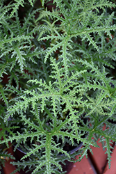 Pine Scented Geranium (Pelargonium x fragrans 'Pine') at A Very Successful Garden Center
