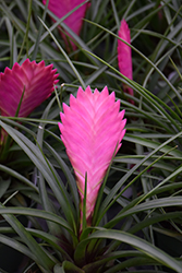 Pink Quill (Tillandsia cyanea) at A Very Successful Garden Center