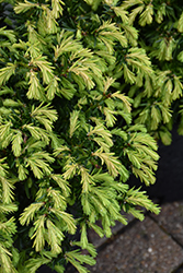 Everlow Yew (Taxus x media 'Everlow') at Lakeshore Garden Centres