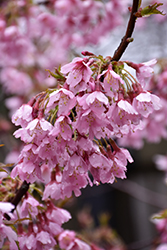 Okame Flowering Cherry (Prunus 'Okame') at Stonegate Gardens