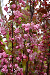 Rejoice Flowering Crab (Malus 'Rejzam') at A Very Successful Garden Center
