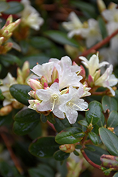 Sugar Puff Rhododendron (Rhododendron 'Sugar Puff') at Stonegate Gardens