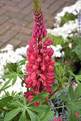 Westcountry Red Rum Lupine (Lupinus 'Red Rum') at A Very Successful Garden Center