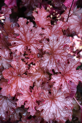 Ruby Tuesday Coral Bells (Heuchera 'Ruby Tuesday') at Stonegate Gardens