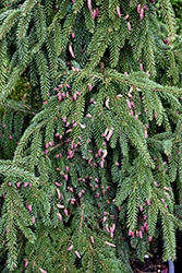 Nutans Oriental Spruce (Picea orientalis 'Nutans') at Stonegate Gardens