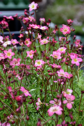 Flower Carpet Saxifrage (Saxifraga x arendsii 'Flower Carpet') at A Very Successful Garden Center