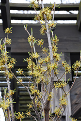 Saffron Sentinel Cornelian Cherry (Cornus mas 'JFS PN4Legacy') at A Very Successful Garden Center