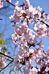 Spring Wonder Sargent Cherry (Prunus sargentii 'Hokkaido Normandale') at Lakeshore Garden Centres