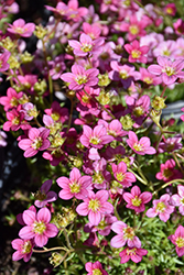 Lofty Pink Shades Saxifrage (Saxifraga x arendsii 'Lofty Pink Shades') at Stonegate Gardens