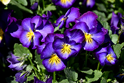 Halo Violet Pansy (Viola cornuta 'Halo Violet') at Lakeshore Garden Centres