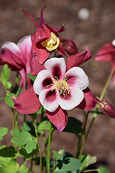 Earlybird Red and White Columbine (Aquilegia 'PAS1258484') at A Very Successful Garden Center