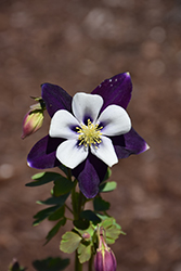 Colorado Violet and White Columbine (Aquilegia 'Colorado Violet and White') at A Very Successful Garden Center