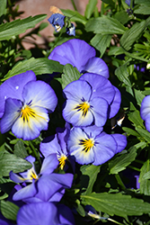 Halo Sky Blue Pansy (Viola cornuta 'Halo Sky Blue') at A Very Successful Garden Center